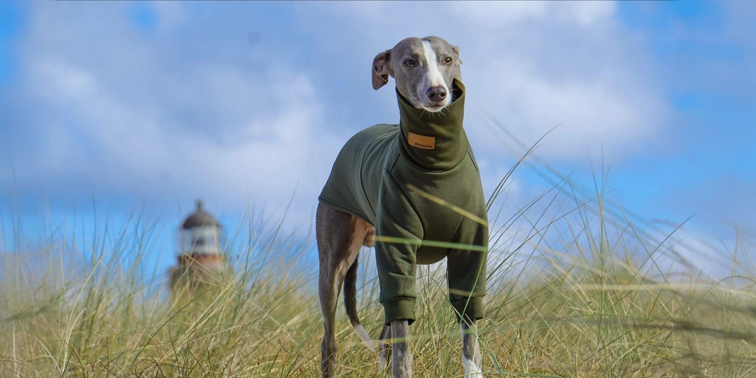 Winterkleidung für Windhunde: Warum sie wichtig ist und worauf du achten musst