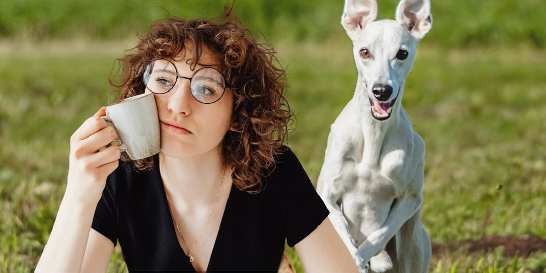 Halsband oder Geschirr: Was ist besser für Windhunde?