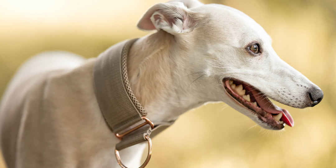 Warum benötigen Windhunde breite Halsbänder?