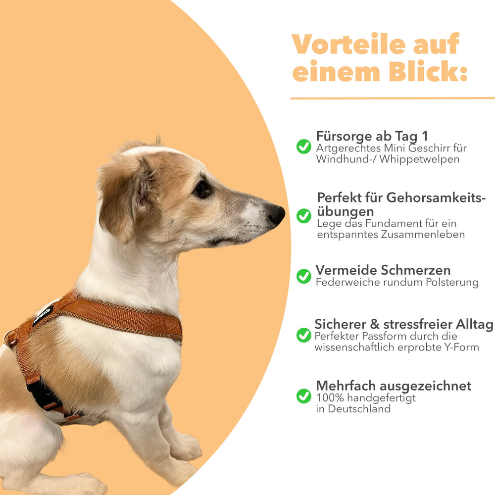 Windhundgeschirr gepolstert Geschirr Whippet, Galgo, Podenco, Greyhound Farbe karamell braun Welpe Benefits