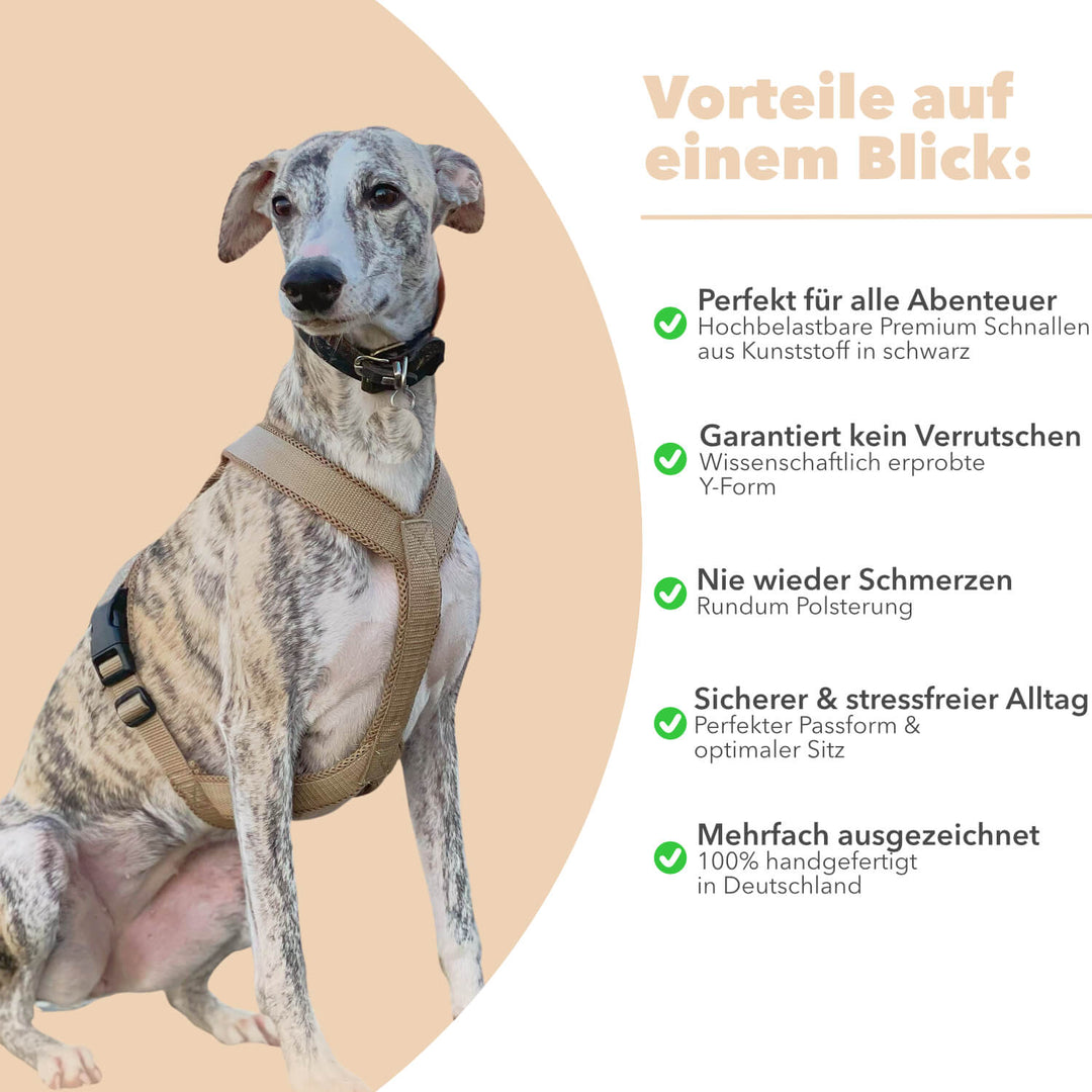 Windhundgeschirr gepolstert Geschirr Whippet, Galgo, Podenco, Greyhound Benefits Farbe beige