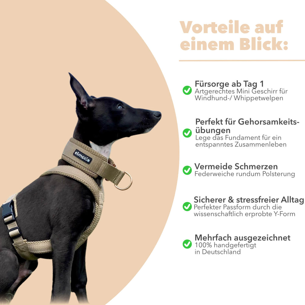 Windhundgeschirr gepolstert Geschirr Whippet, Galgo, Podenco, Greyhound Farbe beige Welpe Benefits