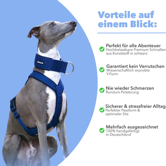 Windhundgeschirr gepolstert Geschirr Whippet, Galgo, Podenco, Greyhound Benefits Farbe blau