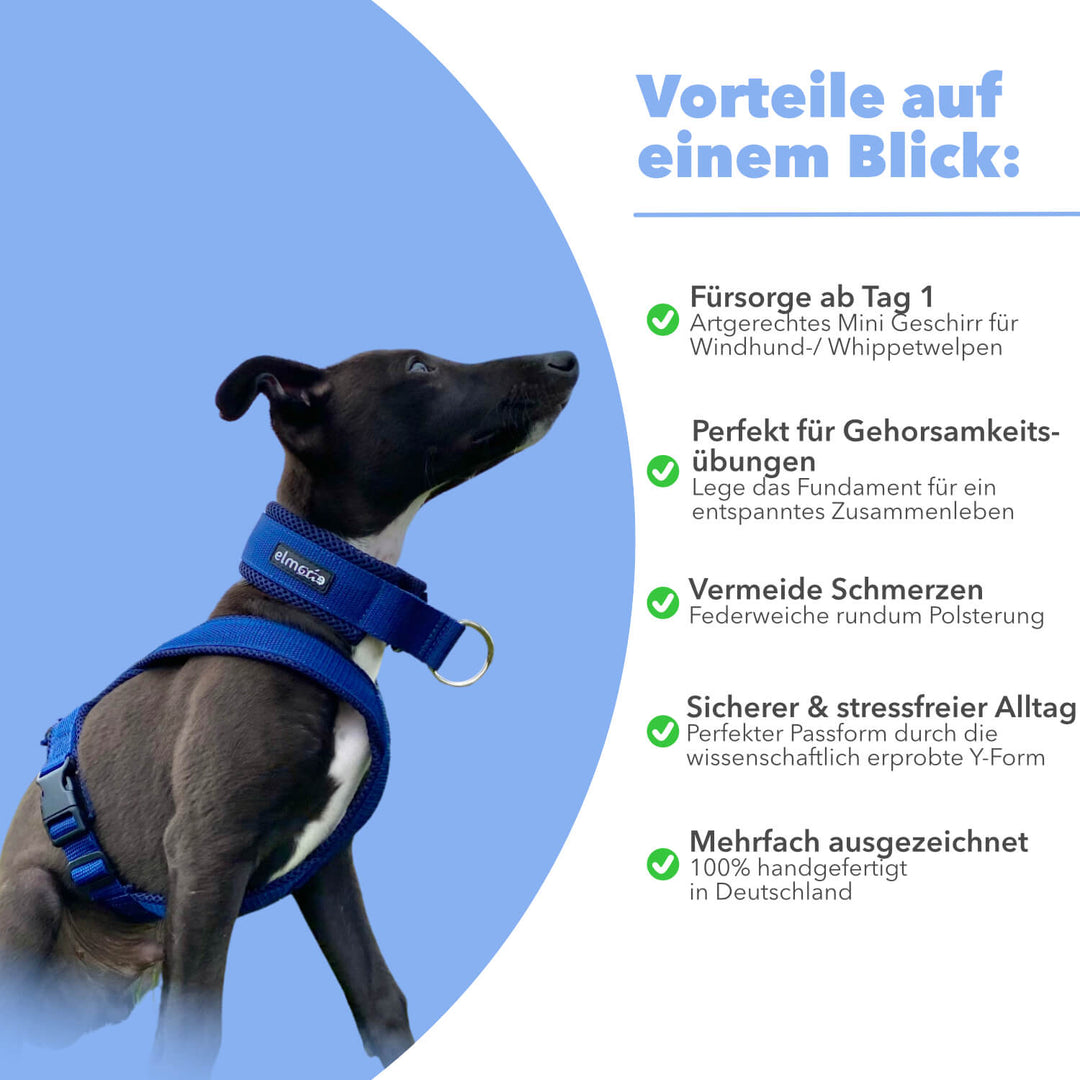 Windhundgeschirr gepolstert Geschirr Whippet, Galgo, Podenco, Greyhound Farbe blau Welpe Benefits