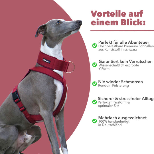 Windhundgeschirr gepolstert Geschirr Whippet, Galgo, Podenco, Greyhound Benefits Farbe rot bordeaux