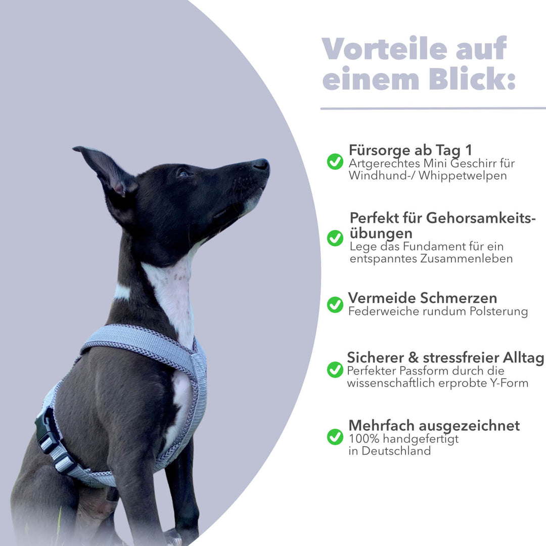 Windhundgeschirr gepolstert Geschirr Whippet, Galgo, Podenco, Greyhound Farbe grau Welpe Benefits