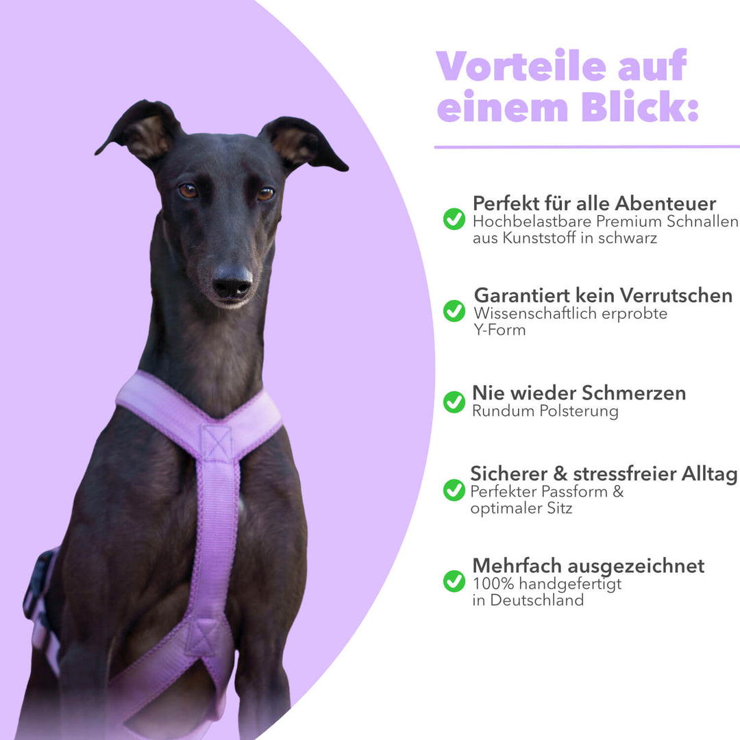 Windhundgeschirr gepolstert Geschirr Whippet, Galgo, Podenco, Greyhound Benefits Farbe flieder