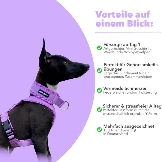 Windhundgeschirr gepolstert Geschirr Whippet, Galgo, Podenco, Greyhound Farbe flieder Welpe Benefits