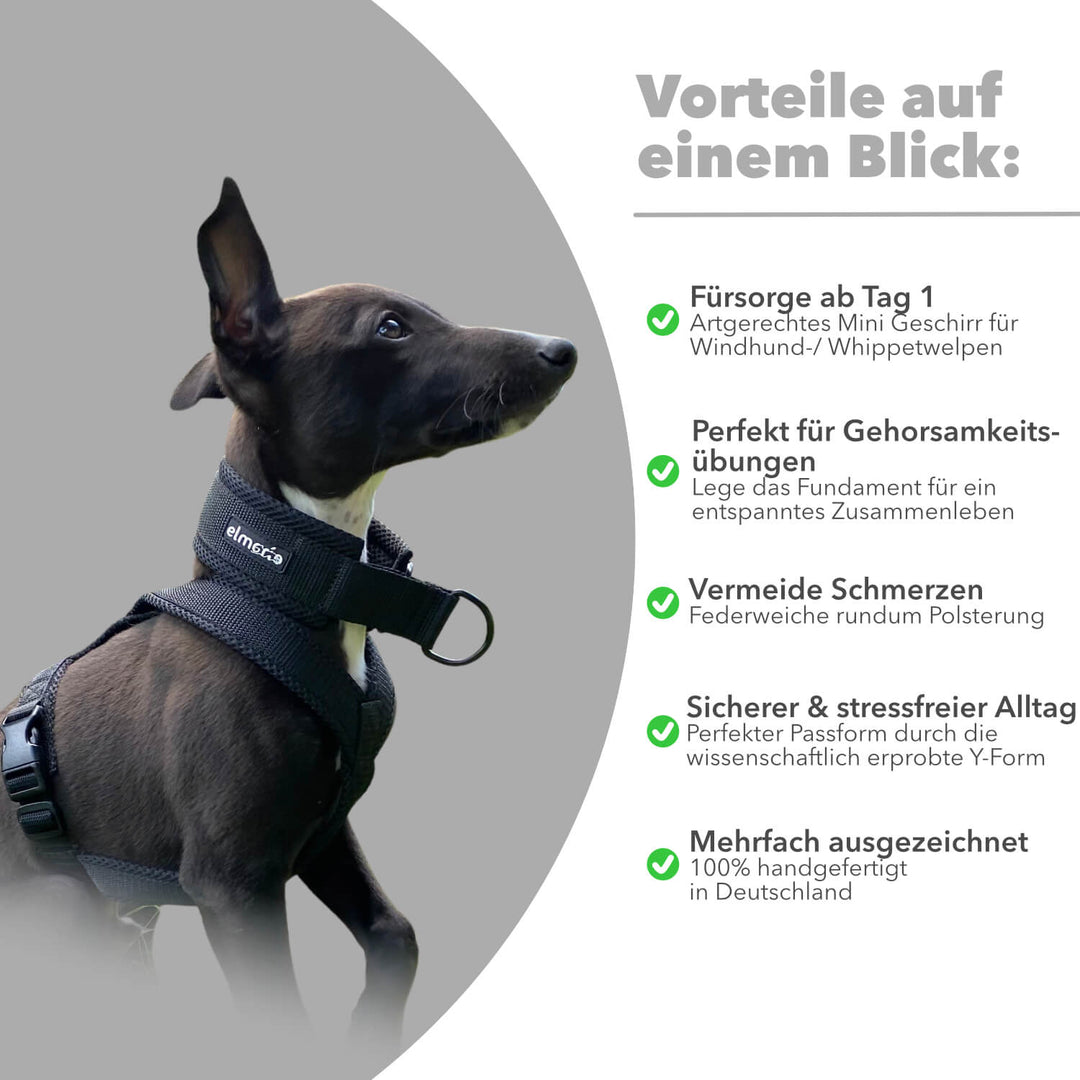 Windhundgeschirr gepolstert Geschirr Whippet, Galgo, Podenco, Greyhound Farbe schwarz Welpe Benefits