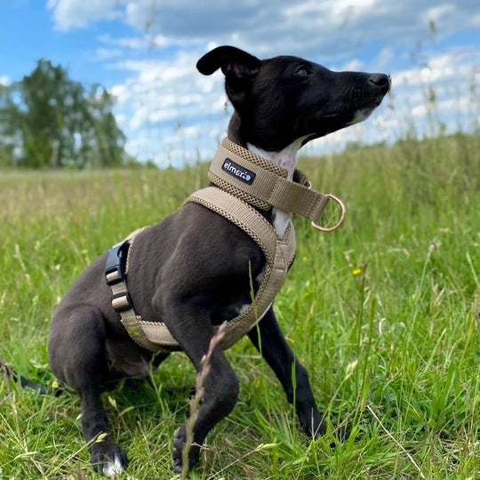 Whippet Welpe Geschirr gepolstert Windhund Windhundgeschirr beige