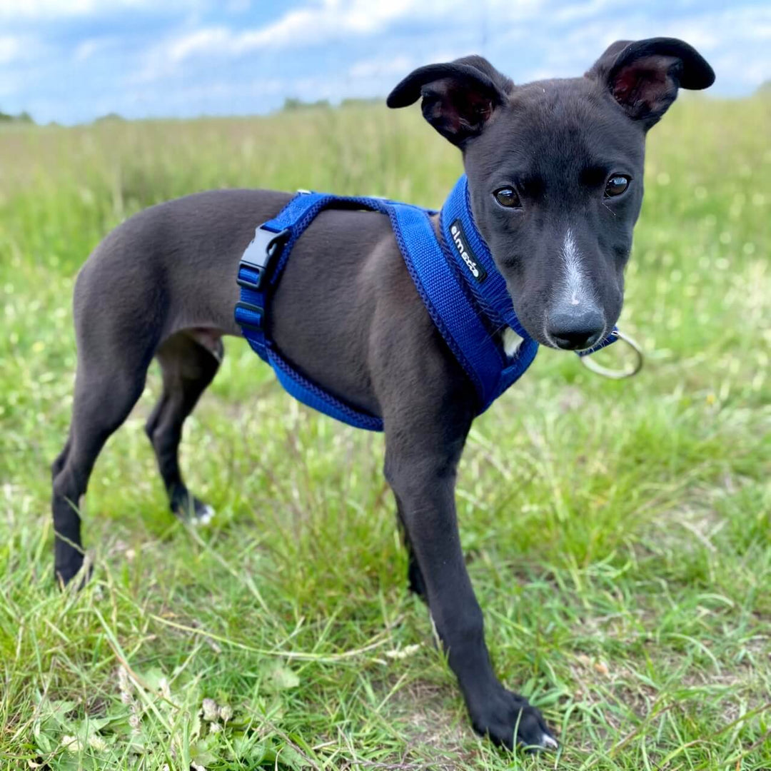 Whippet Welpe Geschirr gepolstert Windhund Windhundgeschirr blau