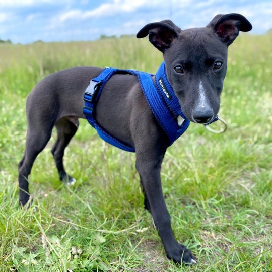 Whippet Welpe Geschirr gepolstert Windhund Windhundgeschirr blau