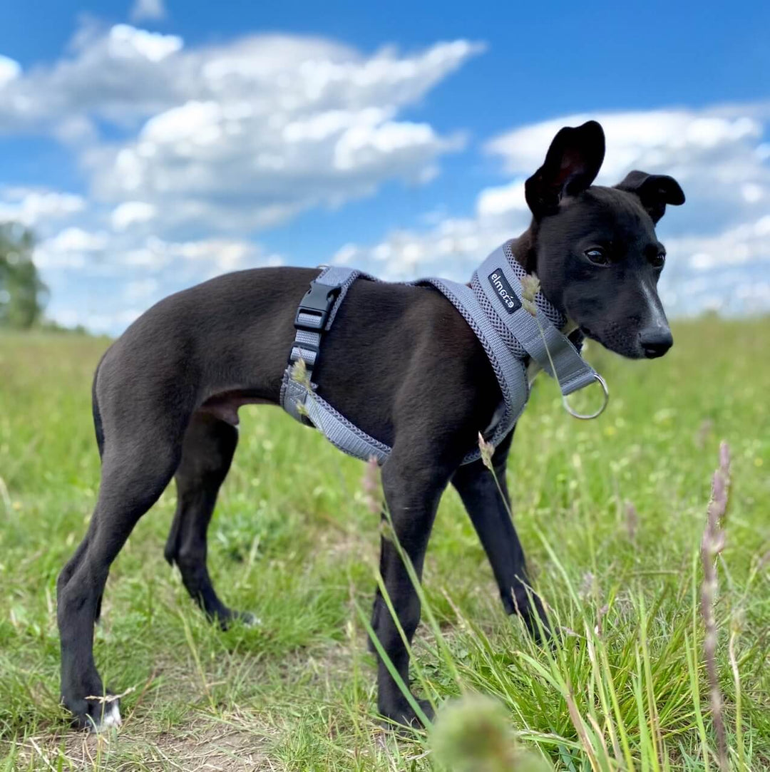 Whippet Welpe Geschirr gepolstert Windhund Windhundgeschirr grau