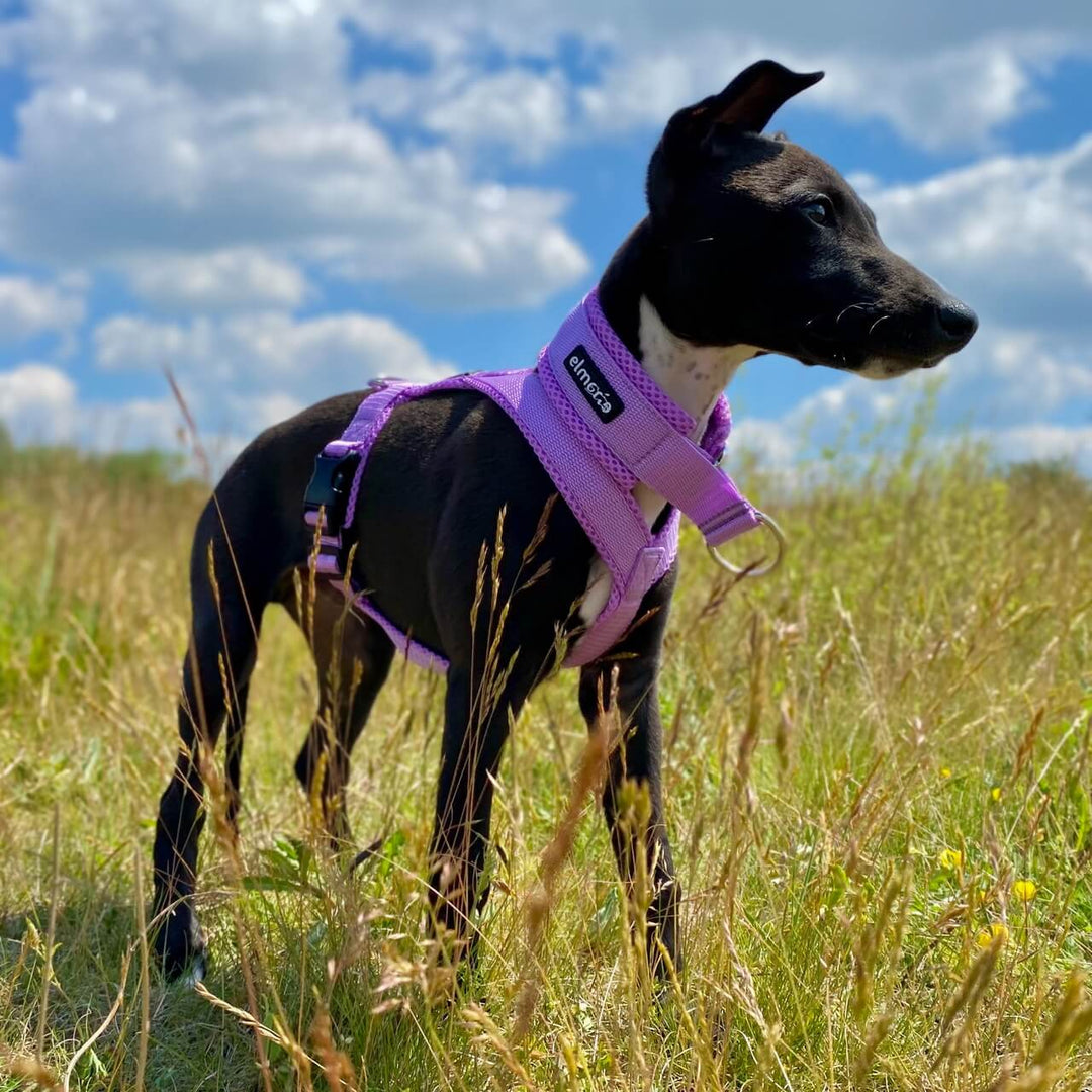 Whippet Welpe Geschirr gepolstert Windhund Windhundgeschirr lila flieder