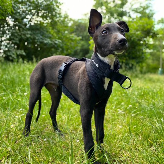 Whippet Welpe Geschirr gepolstert Windhund Windhundgeschirr schwarz