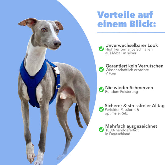 Windhundgeschirr gepolstert Geschirr Whippet, Galgo, Podenco, Greyhound Benefits Farbe blau