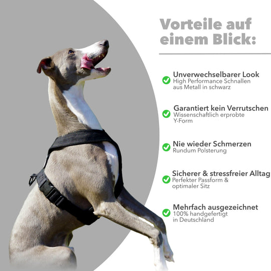 Windhundgeschirr gepolstert Geschirr Whippet, Galgo, Podenco, Greyhound Benefits Farbe schwarz