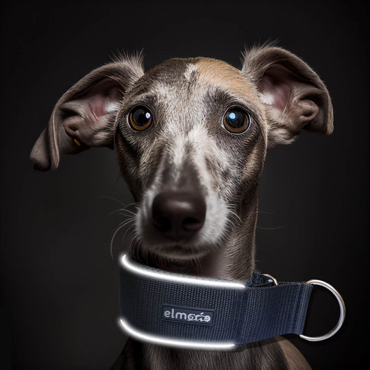 Galgo trägt Windhundhalsband Zugstopp schwarz mit Reflektor#farbe_black